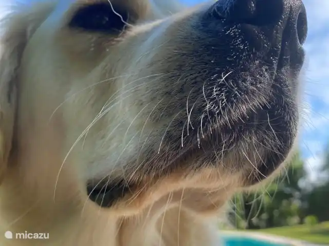 Péchanette | France, Dordogne, Aubas - maison de vacances Le chien