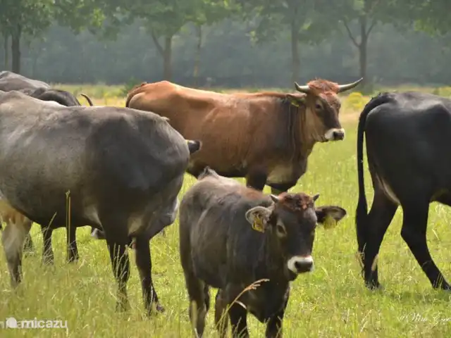 Vosseven 38 en Países Bajos, Limburgo, Stramproy - casa vacacional