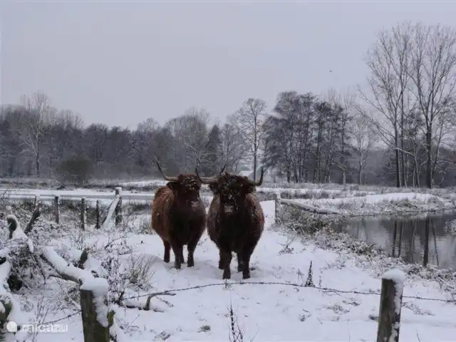 Vosseven 38 en Países Bajos, Limburgo, Stramproy - casa vacacional Invierno en Stramproy.