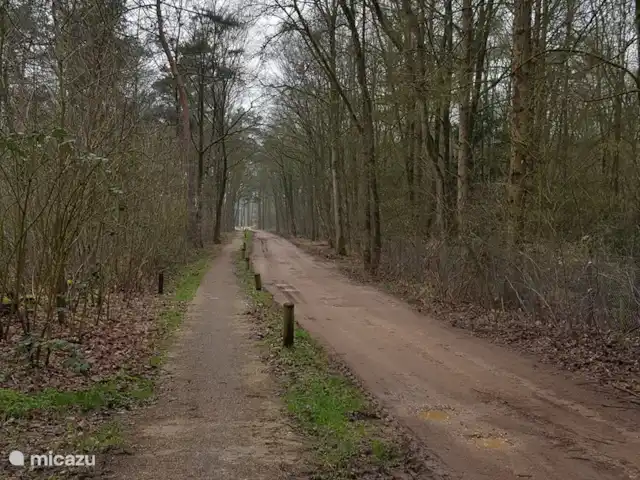 Vosseven 38 en Países Bajos, Limburgo, Stramproy - casa vacacional Cuando sale del parque, inmediatamente se encuentra en el bosque con maravillosos senderos para caminar y andar en bicicleta.