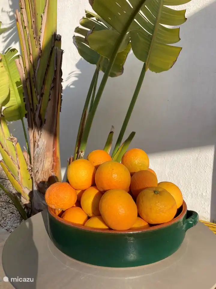 Frische Orangen aus der Region