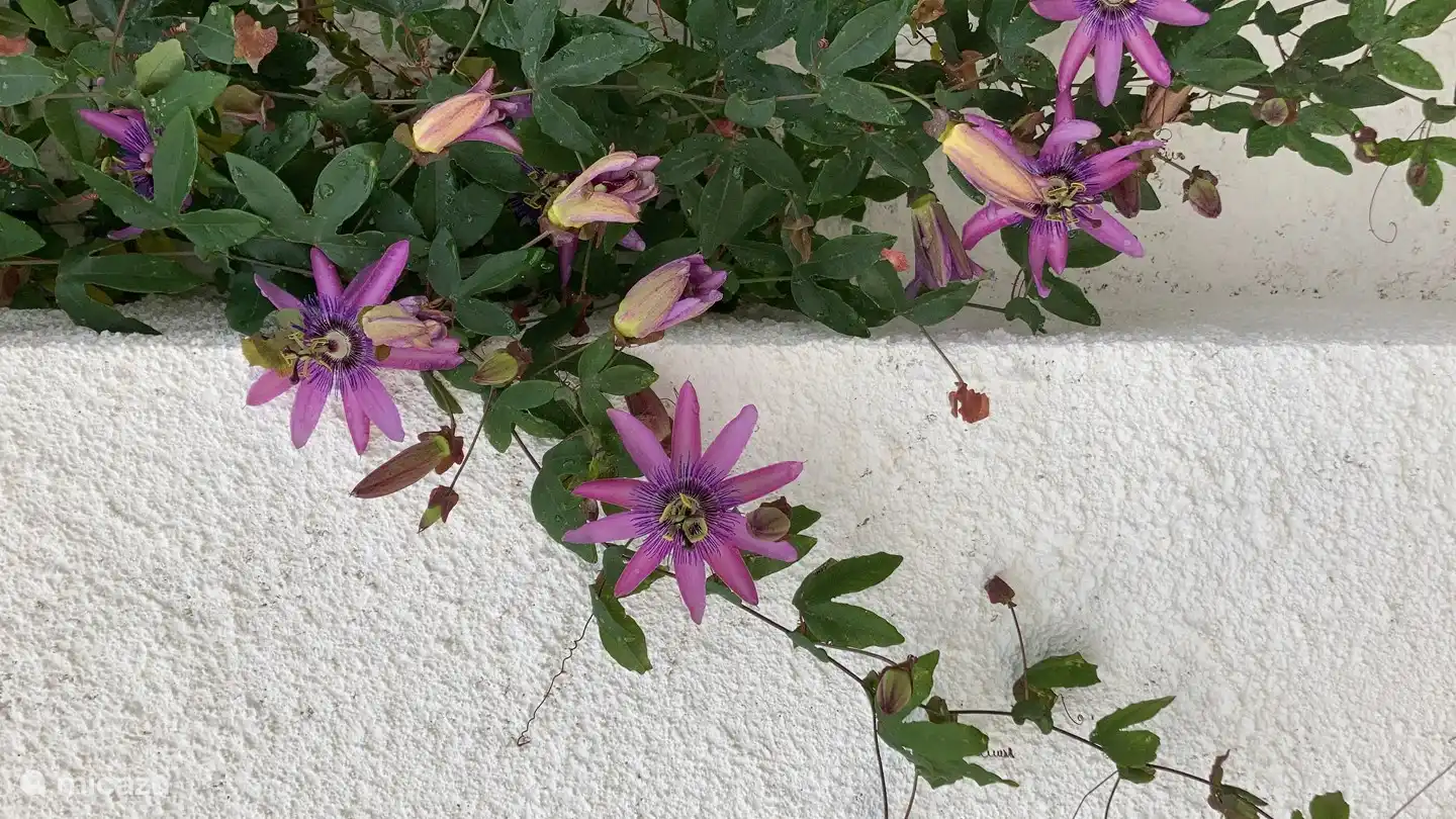 Passionsflora im Patio.