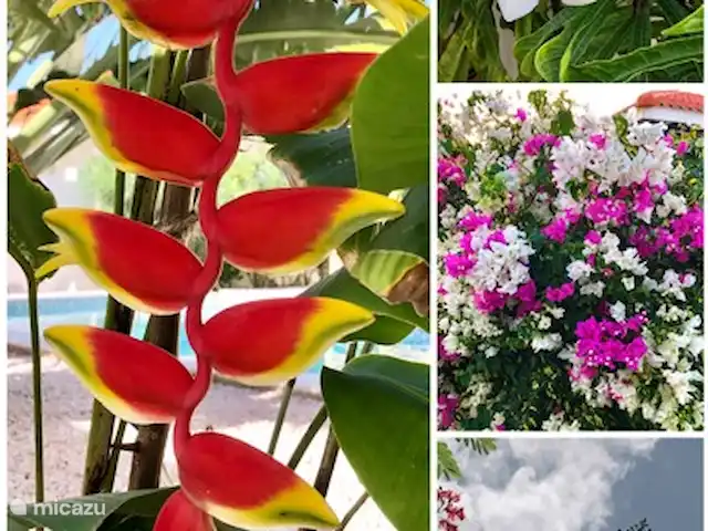 Location de Vacances Curaçao, Banda Abou (ouest), Fontein, maison de vacances - Maison Amandus fleurs tropicales