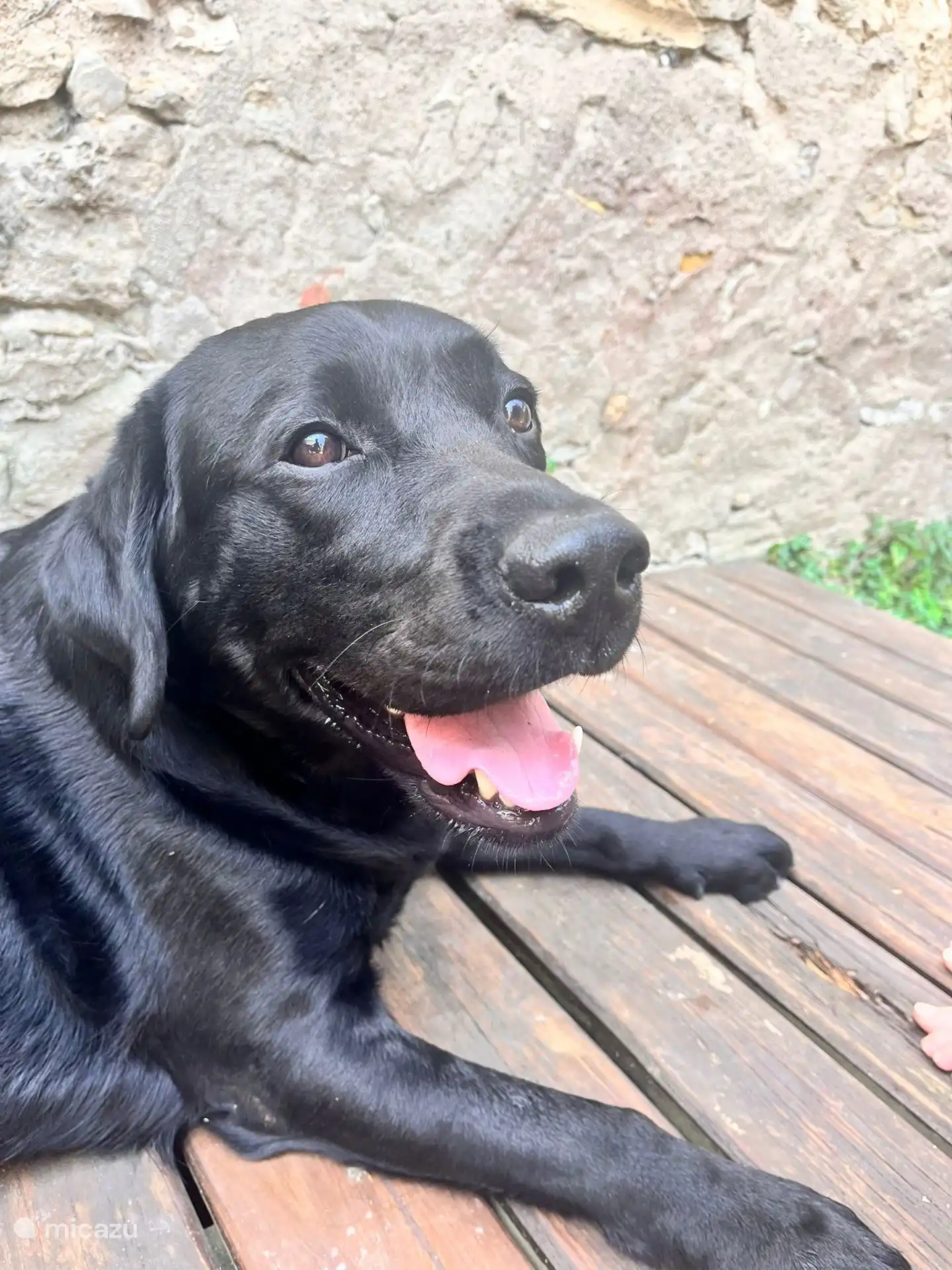  Nuestro labrador Ollie