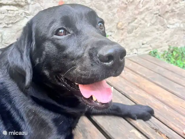 Logement Onze - Gîte 'Clémence' huren in Frankrijk, Aude, Raissac-d'Aude - appartement  Onze labrador Ollie