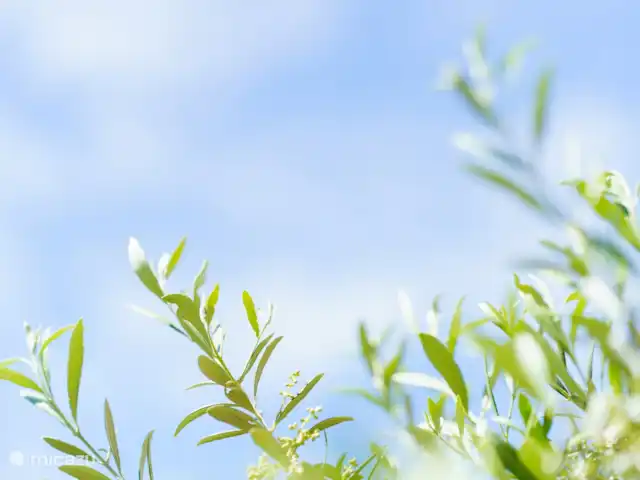Logement Onze - Gîte 'Clémence' huren in Frankrijk, Aude, Raissac-d'Aude - appartement Geniet van de natuur...