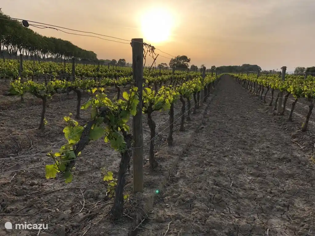 Viñedos alrededor del pueblo