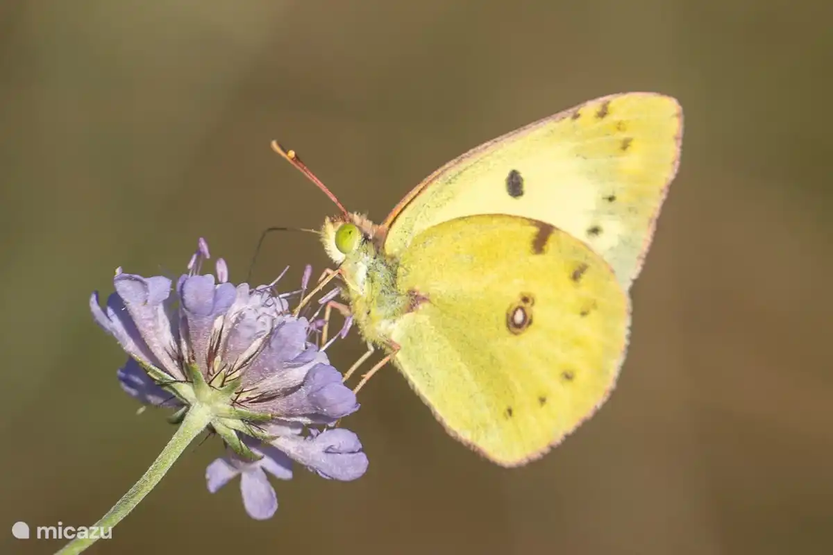 Een stukje van de tuin is helemaal wild. het barst er van de vlinders, hommels, bijen enz.