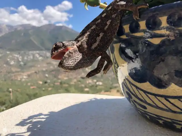 Finca El Sueno huren in Spanje, Andalusië, Pilarejo - villa Soms tref je een exotische zonaanbidder!