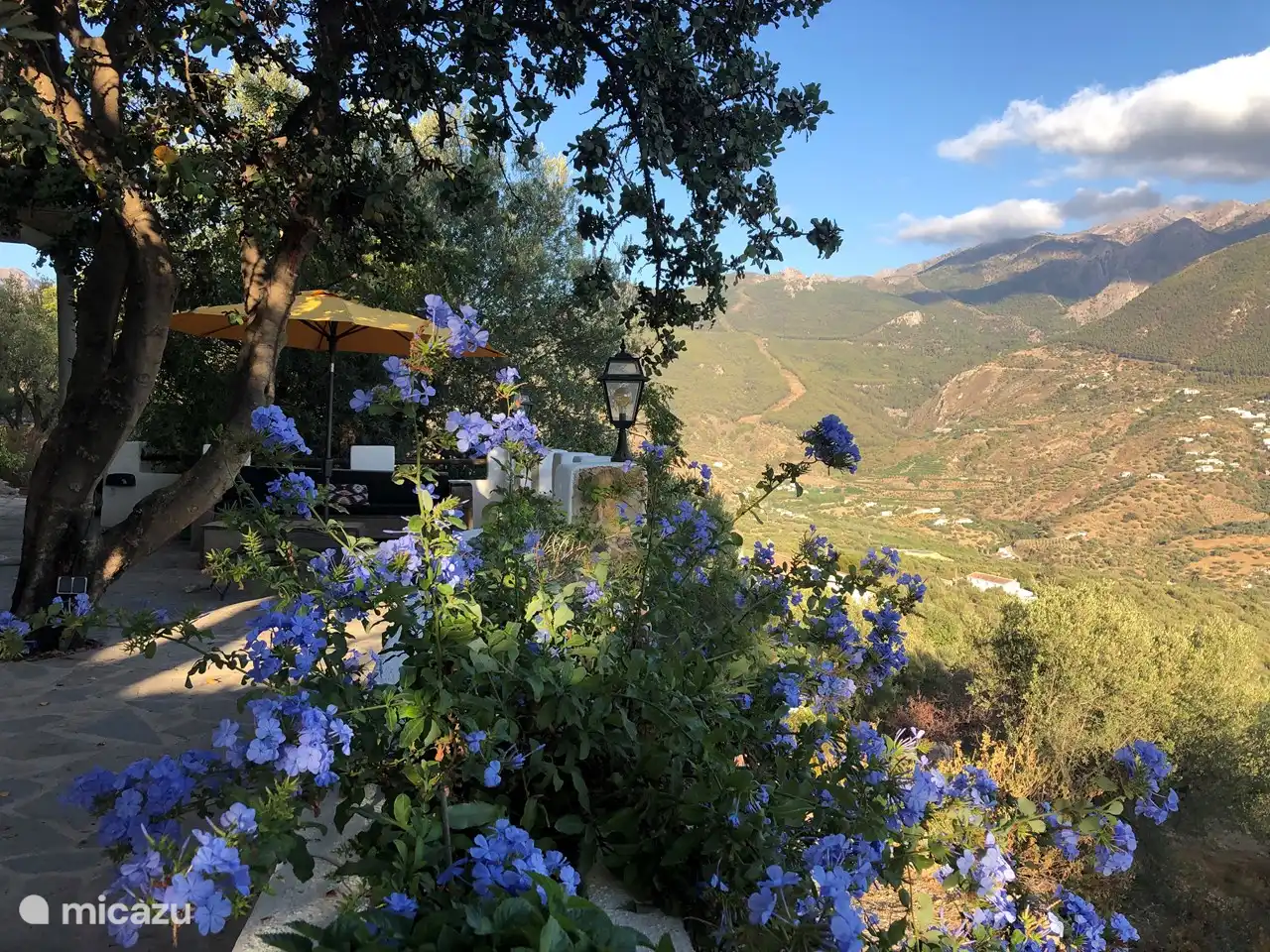 De Plumbago bloeit volop..
