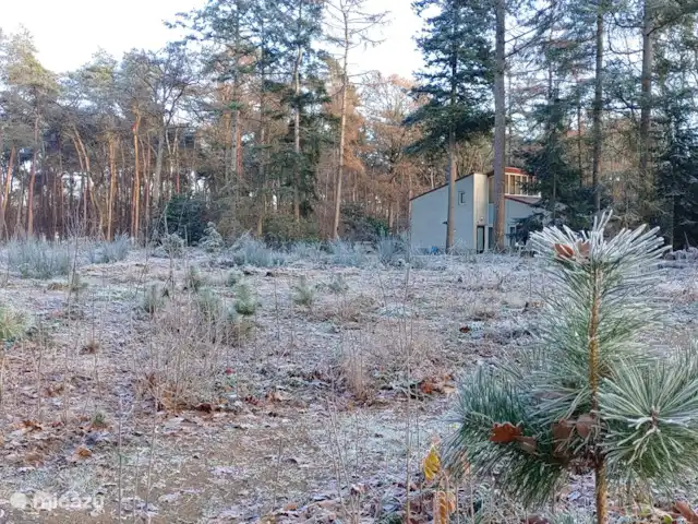 Bosvilla Digitale | Pays-Bas, Gueldre, Halle - maison de vacances Jardin boisé en hiver