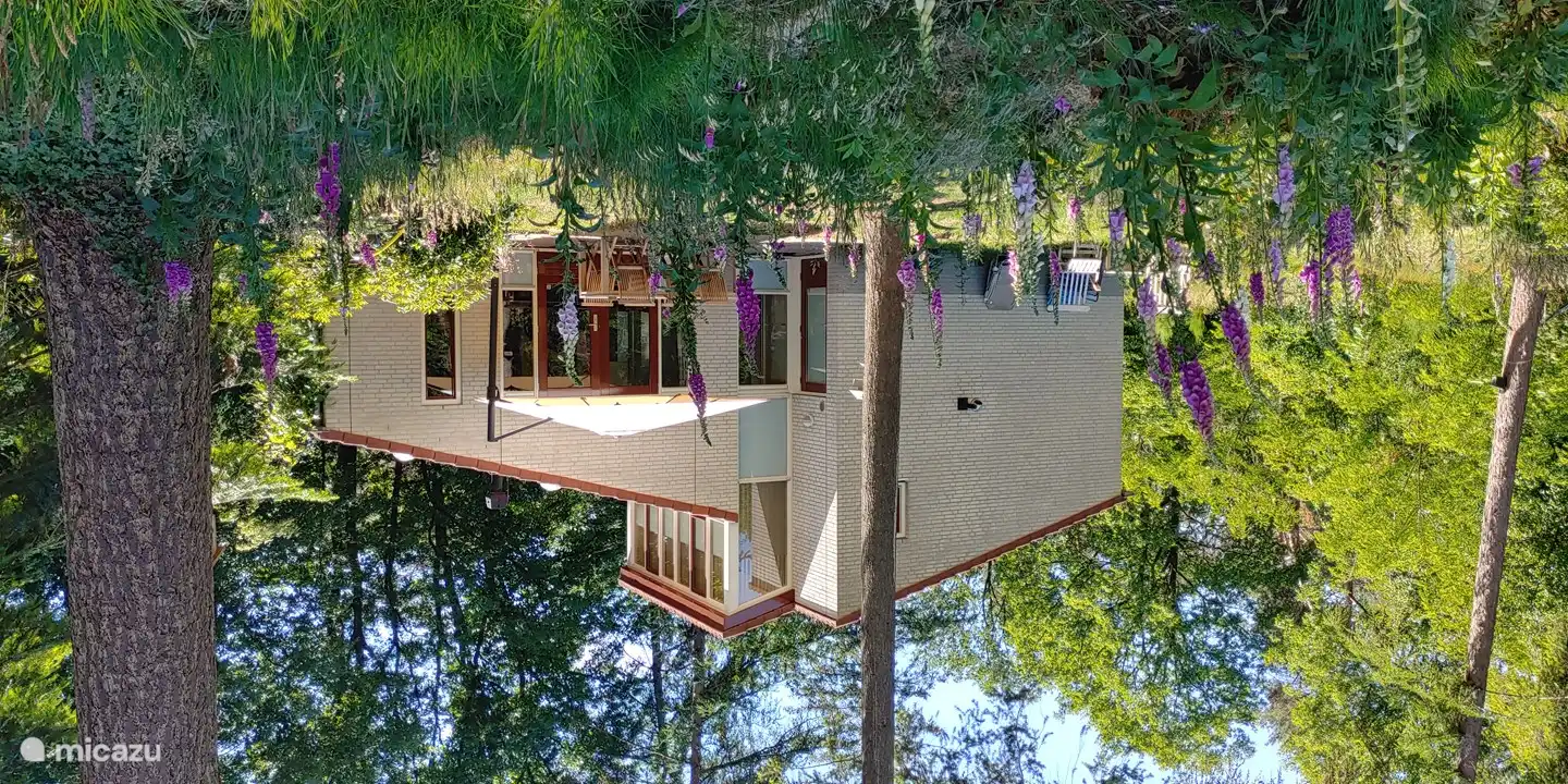 Im Vordergrund: Fingerhut (Digitalis purpurea)