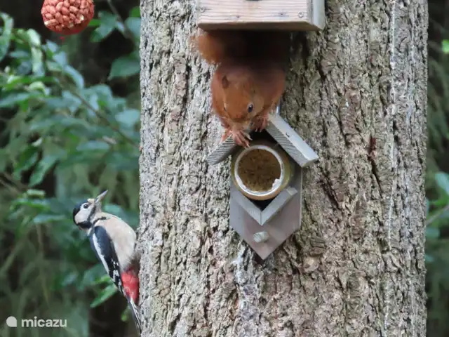 Bosvilla Digitale | Pays-Bas, Gueldre, Halle - maison de vacances Théâtre de la nature