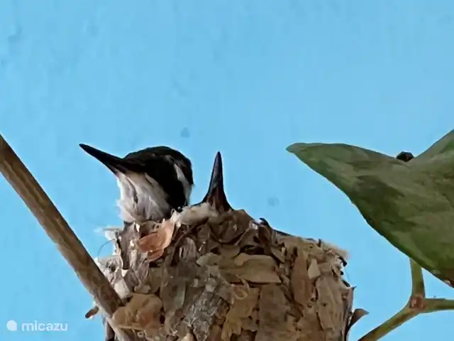 Brise Tropicale 'Blenchi' | Curaçao, Banda Ariba (est), Santa Catharina - studio Nous avons beaucoup d'oiseaux dans le jardin.
