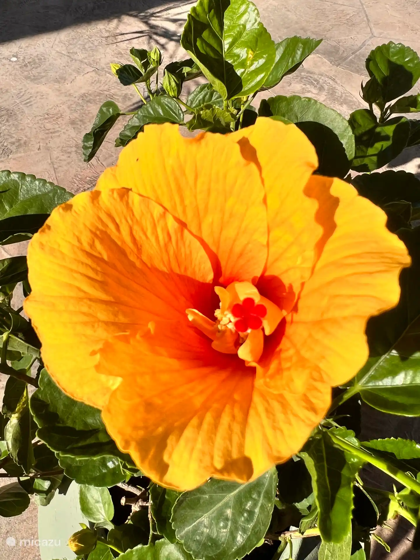 Onze tropische tuin heeft bloemen in alle kleuren. 