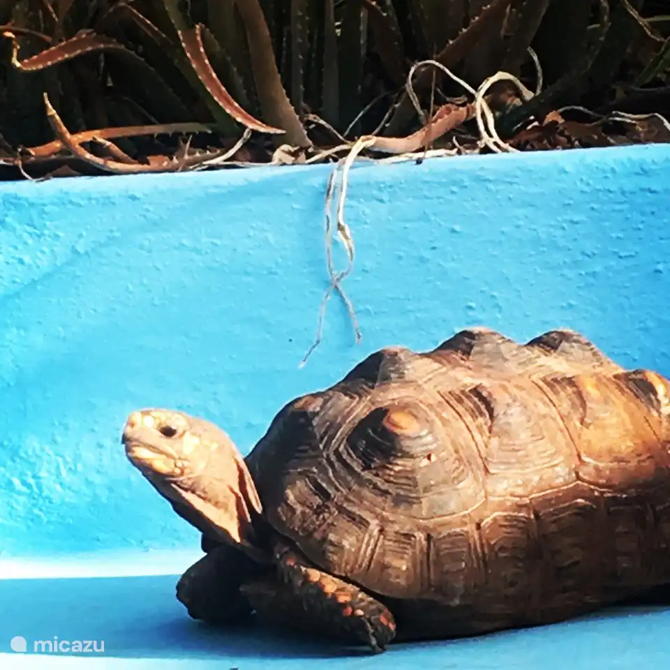 C'est Bob... 1 de nos tortues. Bob se promène dans le jardin mais dort beaucoup