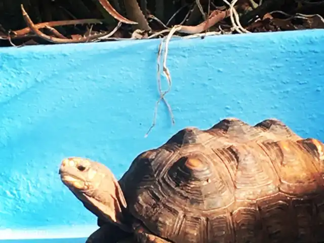 Brise Tropicale 'Hamaka' | Curaçao, Banda Ariba (est), Santa Catharina - studio C'est Bob... 1 de nos tortues. Bob se promène dans le jardin mais dort beaucoup