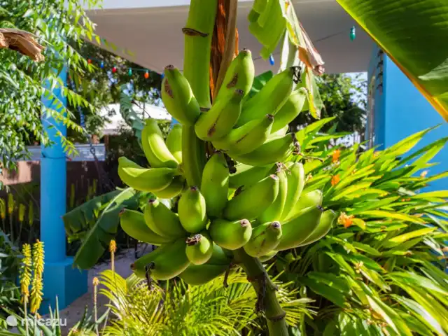 Brise Tropicale 'Hamaka' | Curaçao, Banda Ariba (est), Santa Catharina - studio Jardin tropical