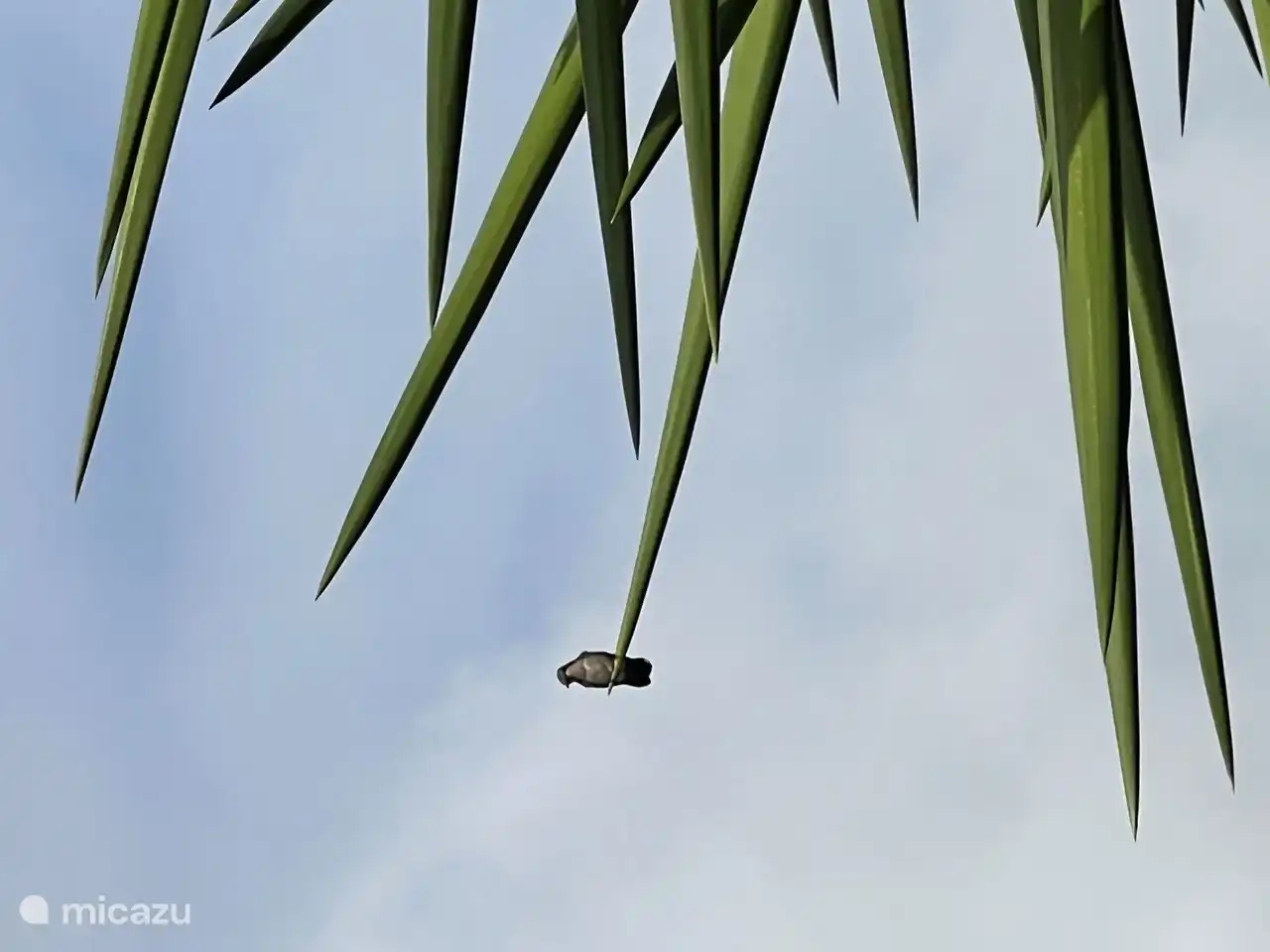 Notre jardin abrite de nombreux colibris et on trouve régulièrement des nids dans le jardin.