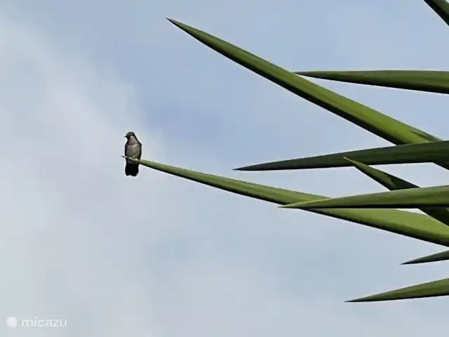 Brise Tropicale 'Hamaka' | Curaçao, Banda Ariba (est), Santa Catharina - studio Notre jardin abrite de nombreux colibris et on trouve régulièrement des nids dans le jardin.