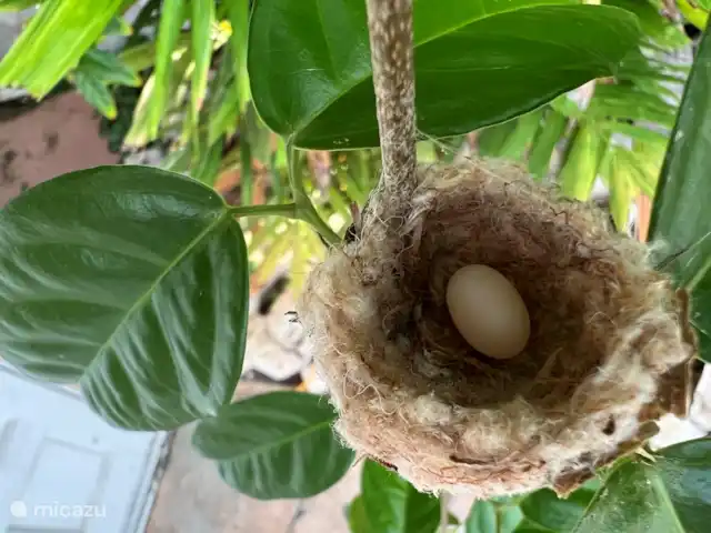 Brise Tropicale 'Hamaka' | Curaçao, Banda Ariba (est), Santa Catharina - studio Les colibris ont choisi notre jardin pour faire leurs nids.