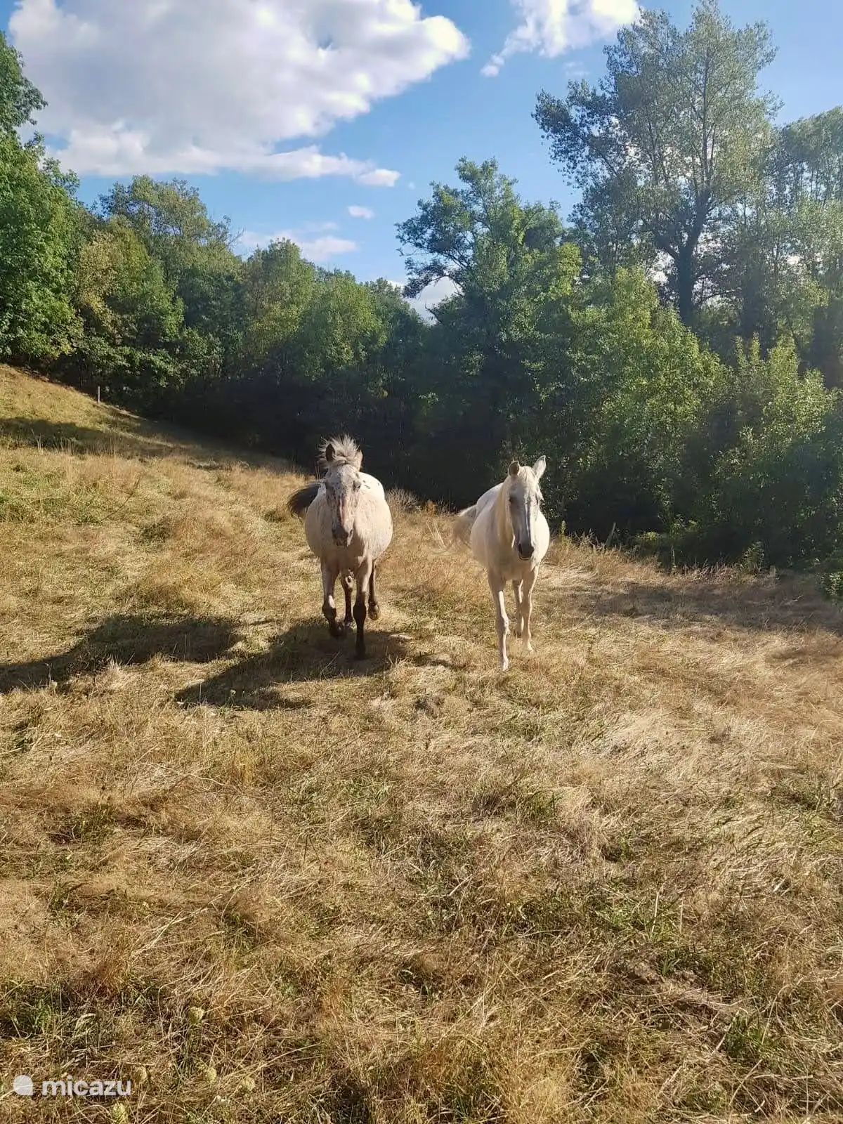 Die Pferde der Nachbarn dürfen in unserem Garten grasen