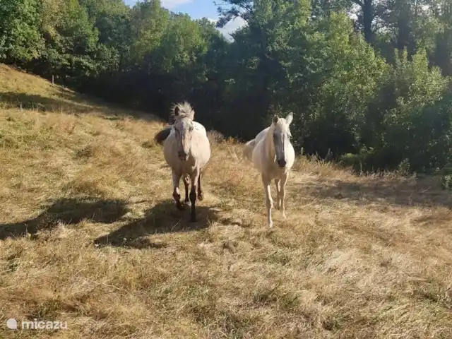 Le Pré du Moulin | France, Hérault, Marthomis - maison de vacances Les chevaux des voisins sont autorisés à paître dans notre jardin