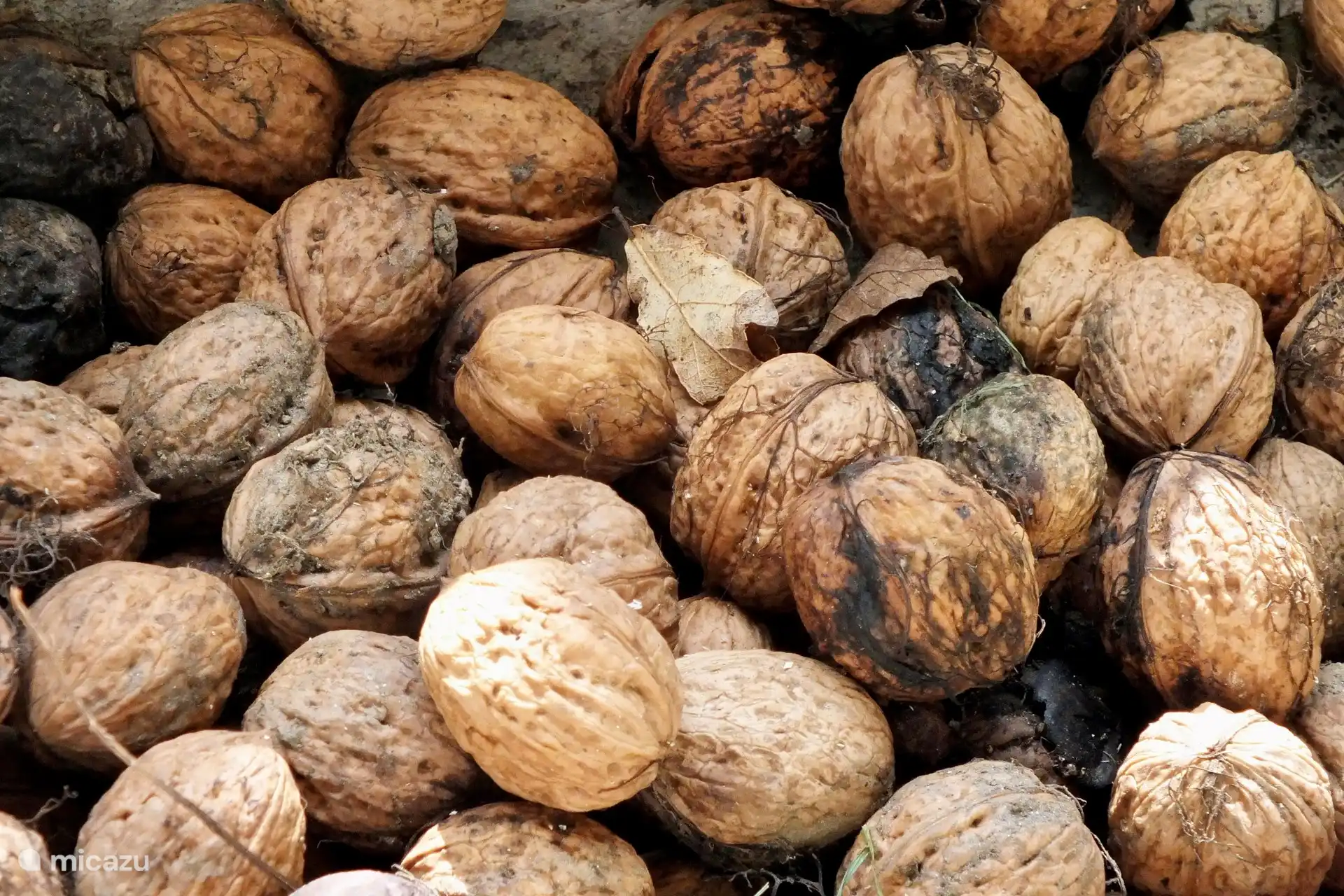 Walnüsse aus dem Garten