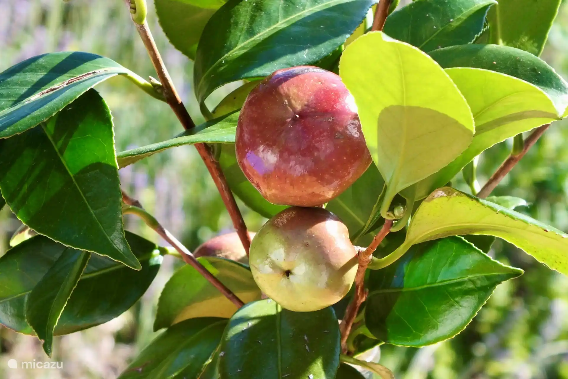 Äpfel aus dem Garten