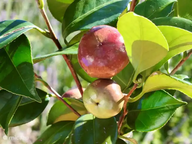Le Pré du Moulin | France, Hérault, Marthomis - maison de vacances Pommes du jardin
