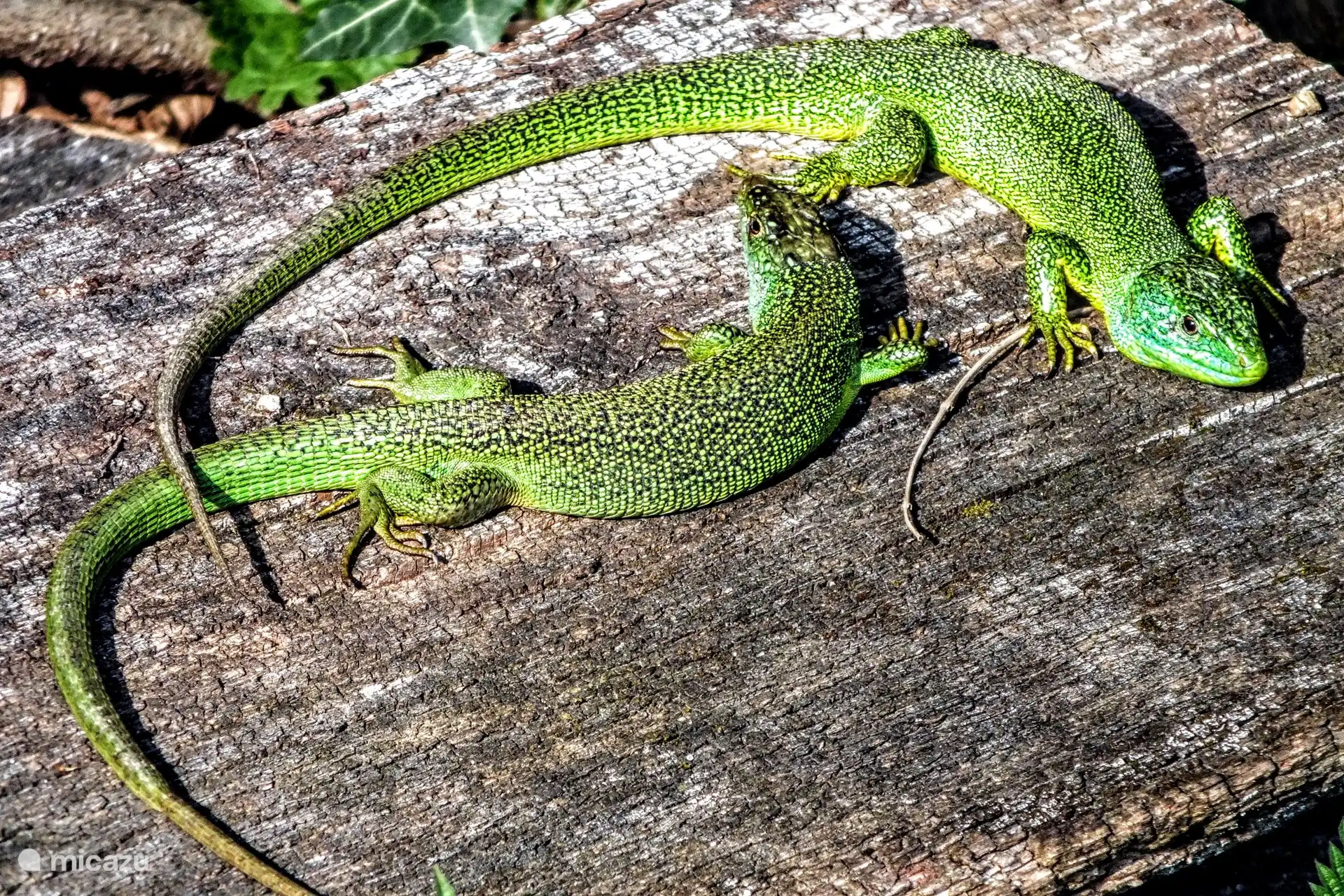 Zwei smaragdgrüne Eidechsen