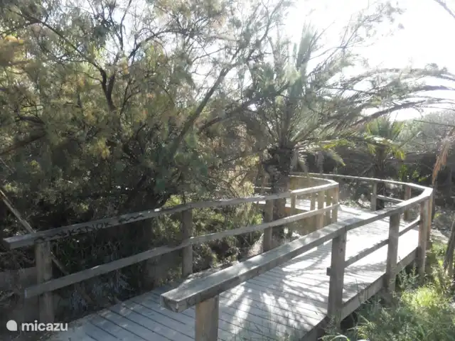 Residencial Puerto Marino en España, Costa Blanca, Guardamar del Segura - apartamento Al final del camino de arena encontrará este hermoso camino de madera ajardinado a través de las dunas hacia la playa, pagado por Europa. También se usa para ciclistas.