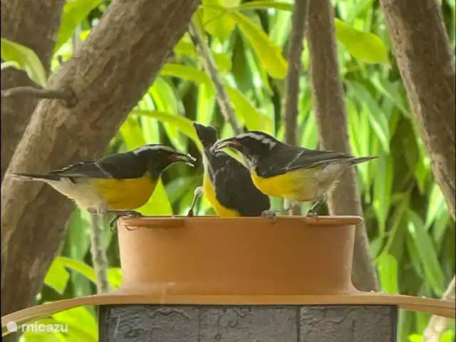 Villa Blue Bay BEACH - 3min/plage ☀ | Curaçao, Curaçao-Centre, Blue Bay - villa Beaux oiseaux tropicaux sur le porche