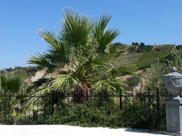 Casa La Farfalla huren in Italië, Marche, Offida - villa palmboom bij het zwembad