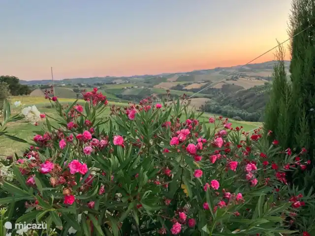Casa La Farfalla huren in Italië, Marche, Offida - villa zijaanzicht vanaf de oprit