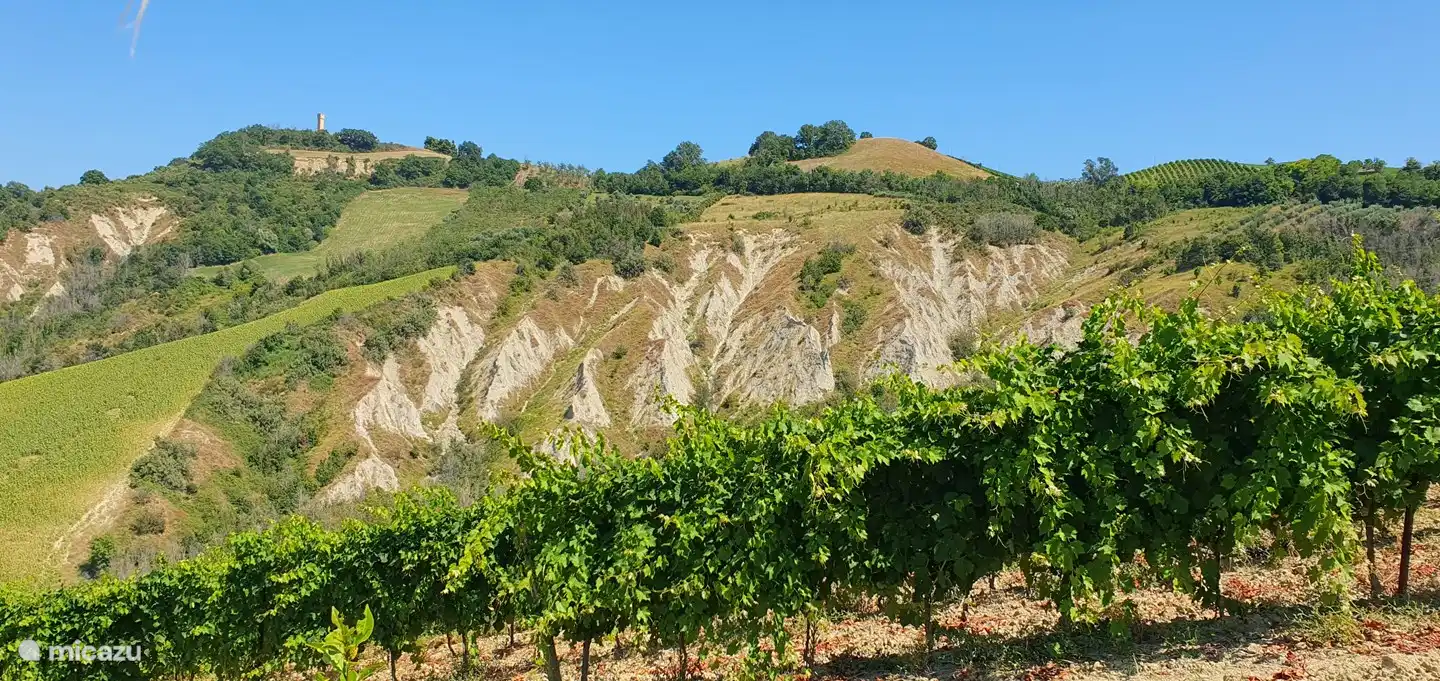 Teil des Weinbergs und unseres Felsens