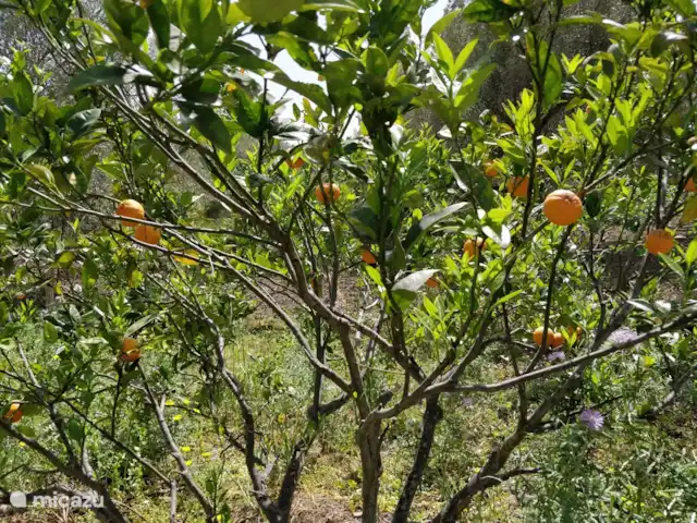 Casa Pizzido | Italie, Sicile, Collesano - maison de vacances Jardin d'arbres fruitiers