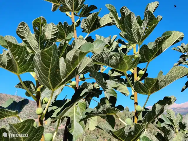 Casa Pizzido | Italie, Sicile, Collesano - maison de vacances