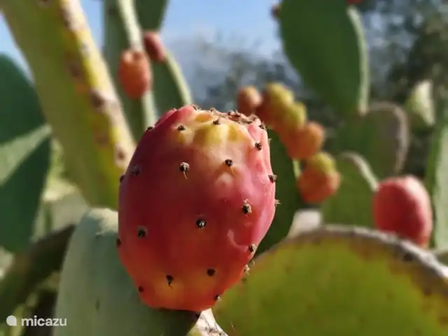 Casa Pizzido | Italie, Sicile, Collesano - maison de vacances Fruits de cactus