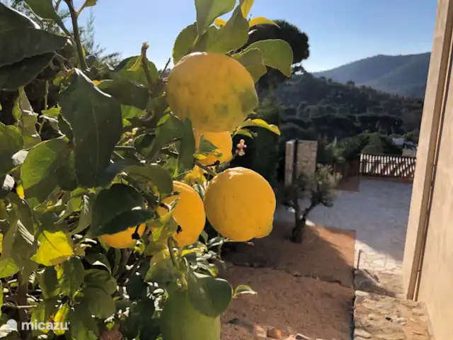 Sophia-Laurens | Espagne, Costa Brava, Calonge - villa