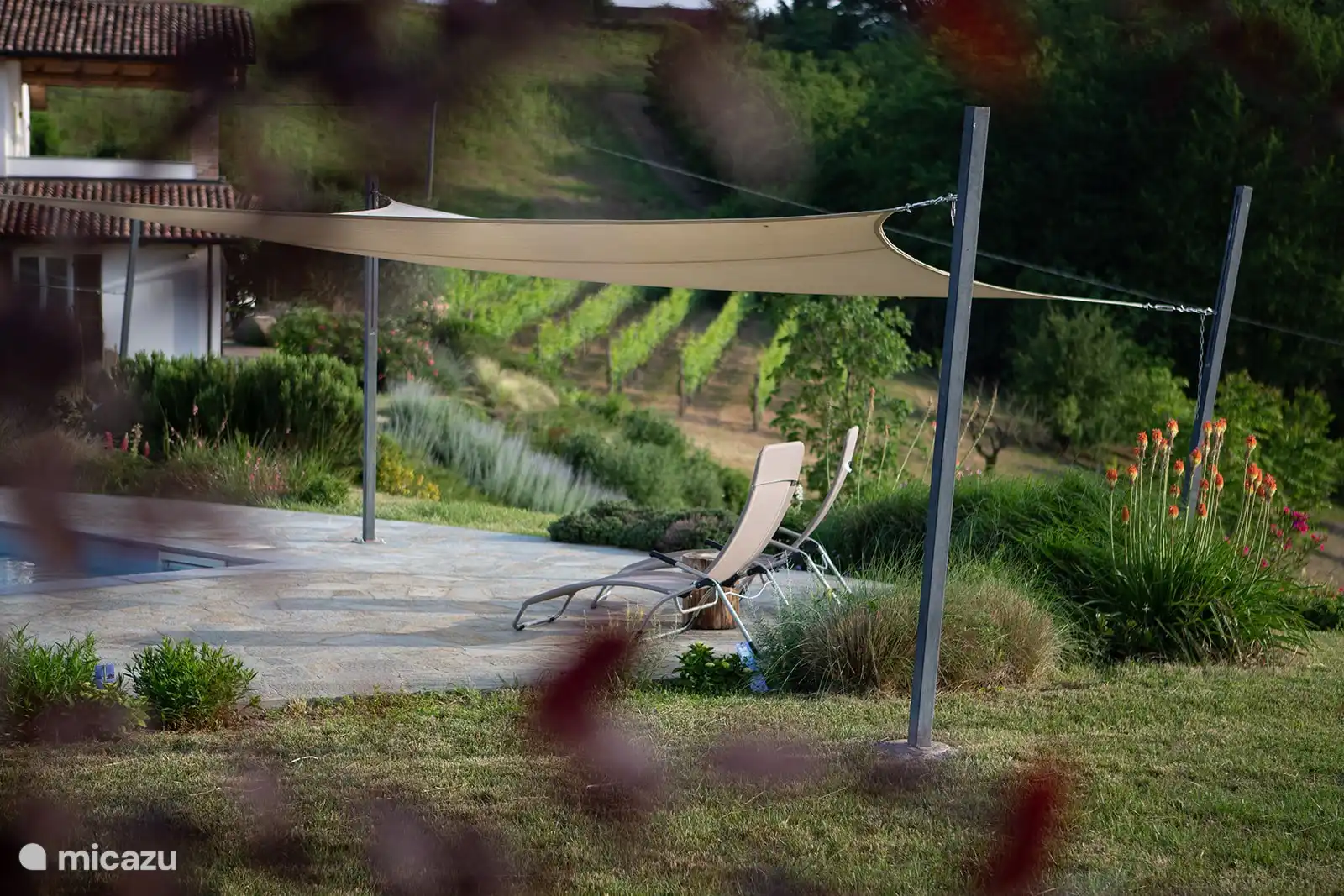 Nuestro pequeño viñedo