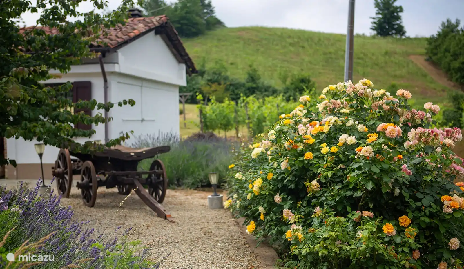 Rosales en el patio delantero