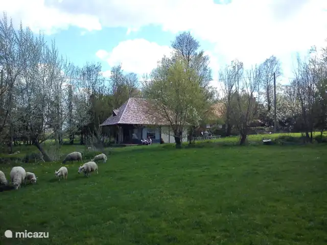 Bouton d'Or la ferme d'Hélice | France, Indre, Sarzay - gîte / cottage En dehors de la haute saison, les moutons gambadent au camping à la ferme