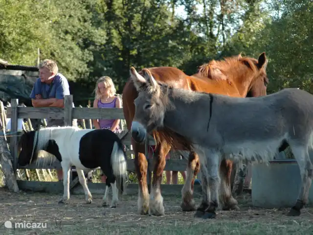 Bouton d'Or la ferme d'Hélice | France, Indre, Sarzay - gîte / cottage Une visite au cheval, à l'âne et aux poneys est toujours amusante