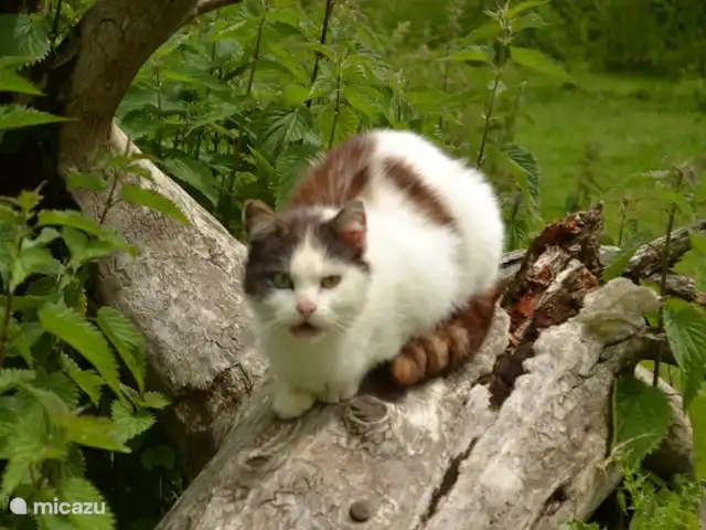 Bouton d'Or la ferme d'Hélice | France, Indre, Sarzay - gîte / cottage Et bien sûr les chats du fermier, profitez de l'attention
