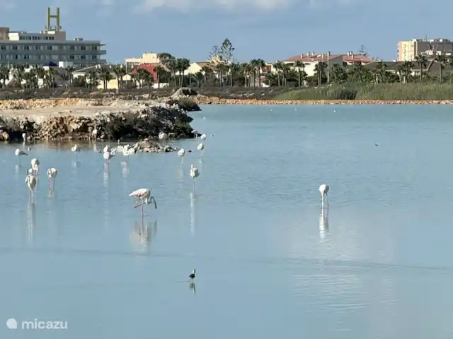 Location de Vacances Espagne, Costa Blanca, Orihuela Costa, appartement - Casa Bosque Observation des flamants roses à San Pedro