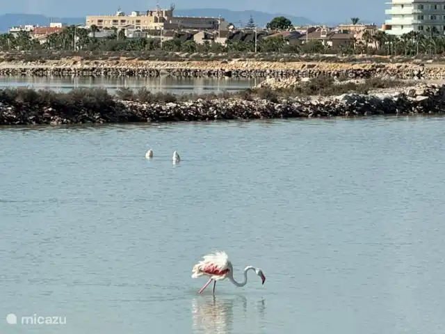 Location de Vacances Espagne, Costa Blanca, Orihuela Costa, appartement - Casa Bosque Salinas y Arenales de San Perdro del Pinatar