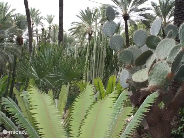 Location de Vacances Espagne, Costa Blanca, Orihuela Costa, appartement - Casa Bosque Parc naturel d’Elche