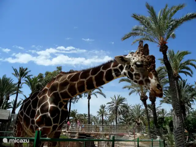 Location de Vacances Espagne, Costa Blanca, Orihuela Costa, appartement - Casa Bosque Rio Safari