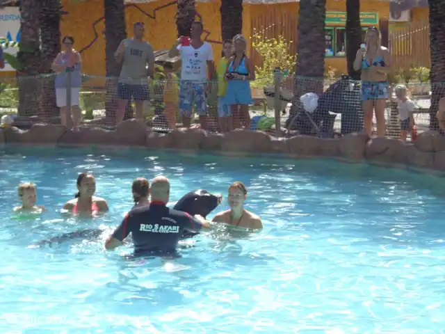 Location de Vacances Espagne, Costa Blanca, Orihuela Costa, appartement - Casa Bosque Nager avec les phoques à Rio Safari, notre fille adore ça.
